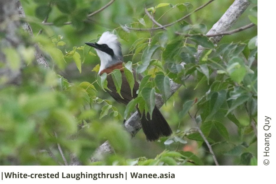 White-crested Laughingthrush 9 White-crested Laughingthrush