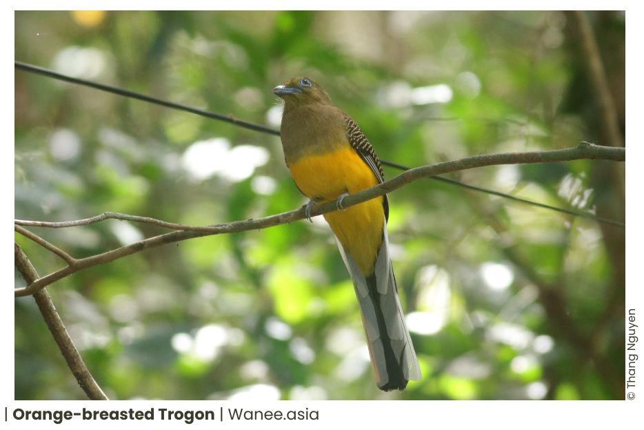 Discover of 3 Trogons of Vietnam the Majestic Beauty Bird 10 Trogons