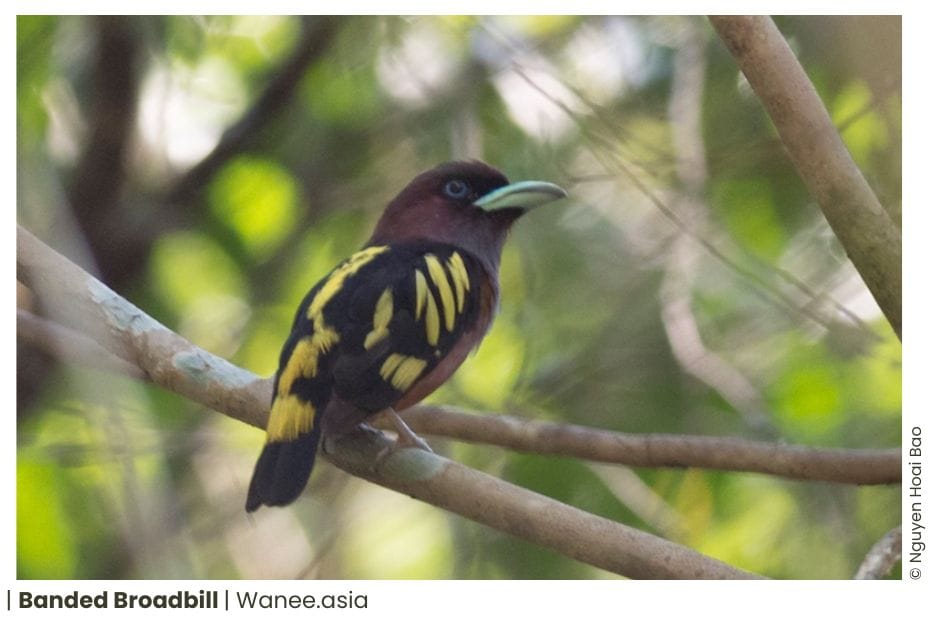 5 Broadbills Of Vietnam 10 Broadbills of Vietnam