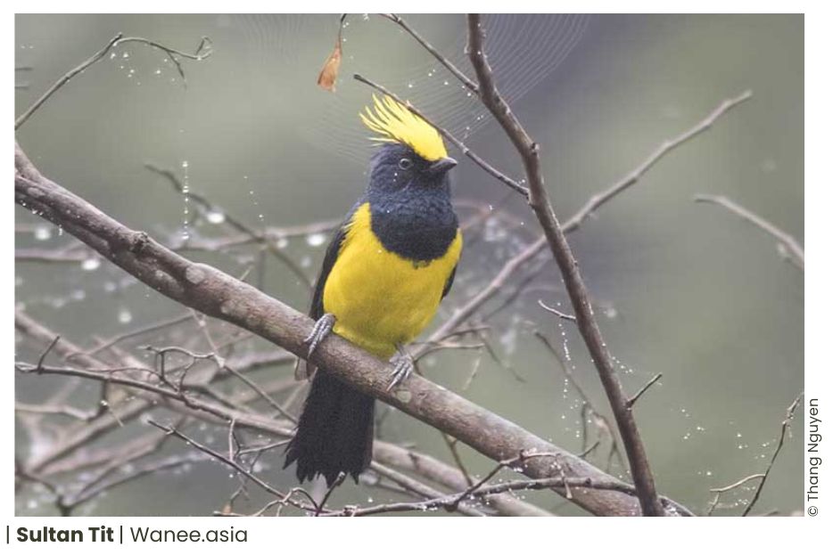 6 Tits Of Vietnam Wildlife 2 55 WANEE Go-WILD