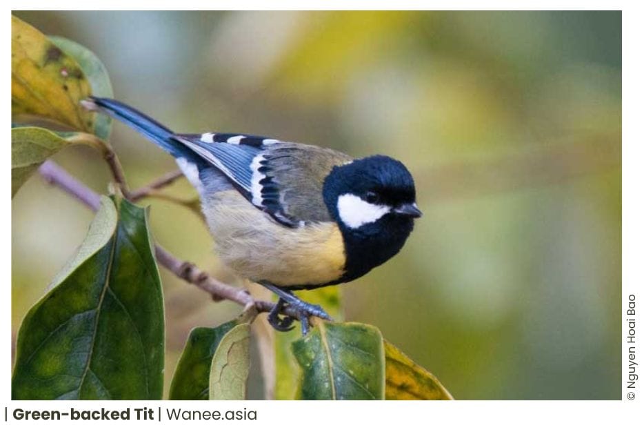 6 Tits Of Vietnam Wildlife 3 56 WANEE Go-WILD