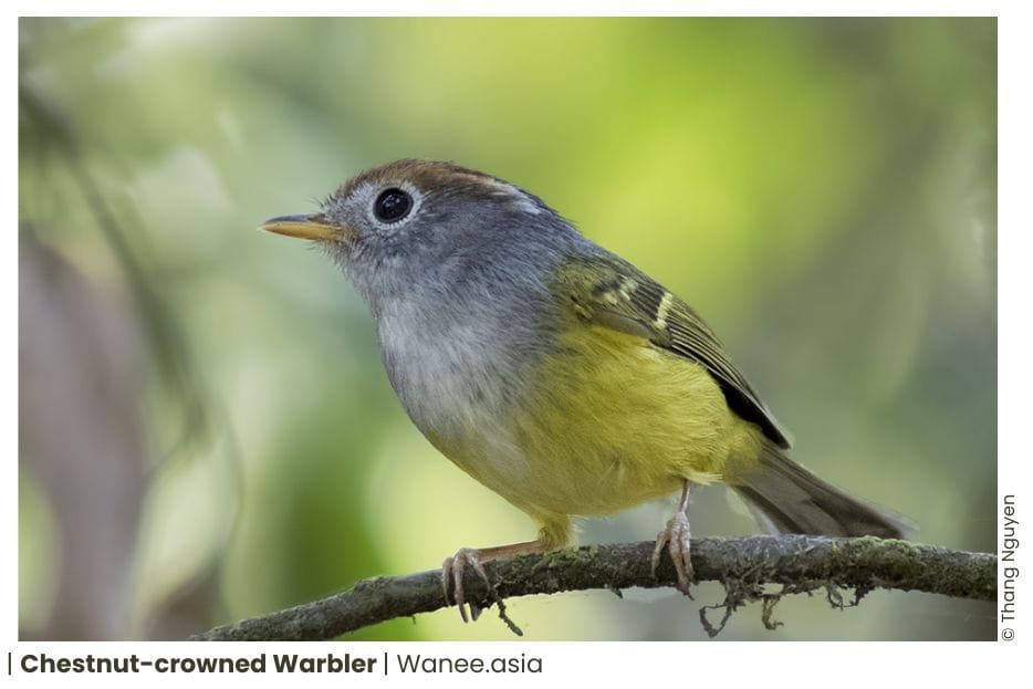 34 Leaf Warblers Of Vietnam 10 Leaf Warblers of Vietnam