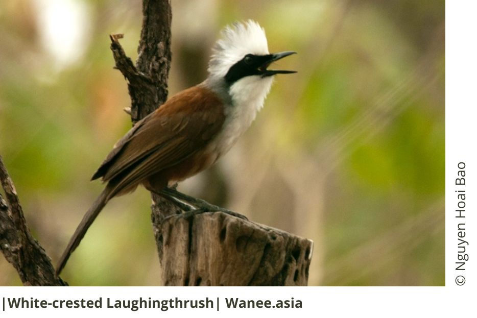 White-crested Laughingthrush 10 6 1 WANEE Go-WILD