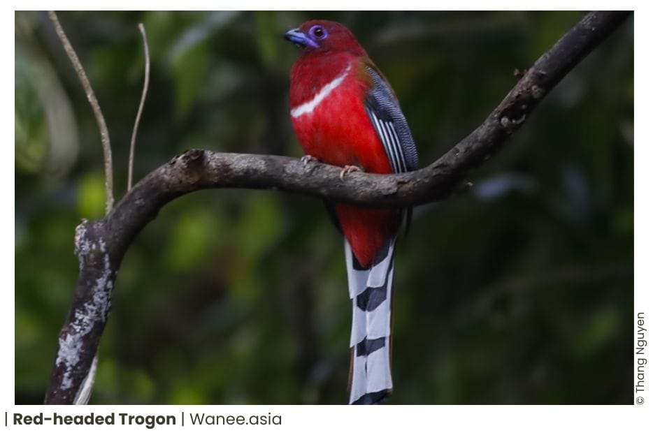 Discover of 3 Trogons of Vietnam the Majestic Beauty Bird 9 Trogons