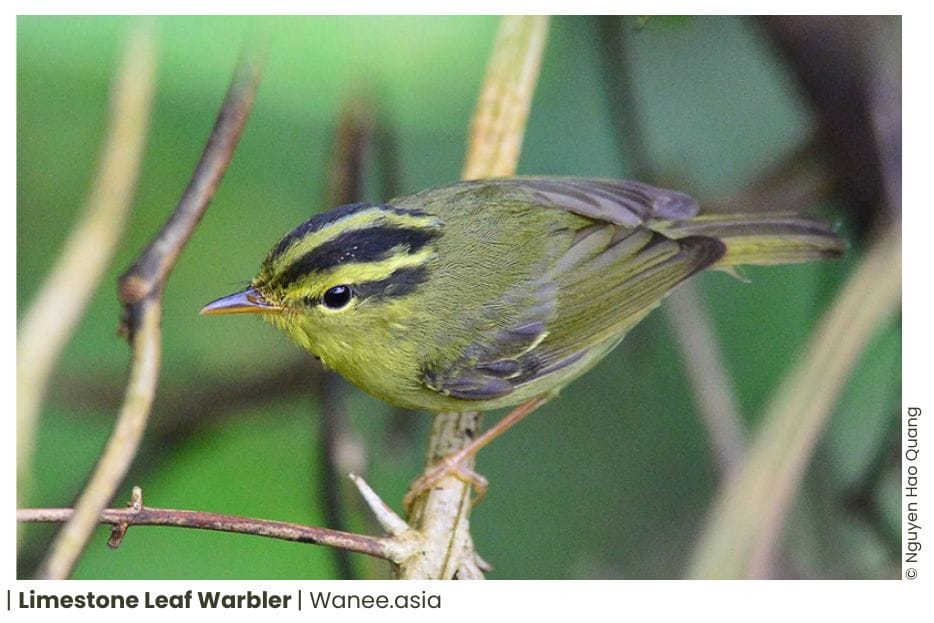 34 Leaf Warblers Of Vietnam 11 60 WANEE Go-WILD