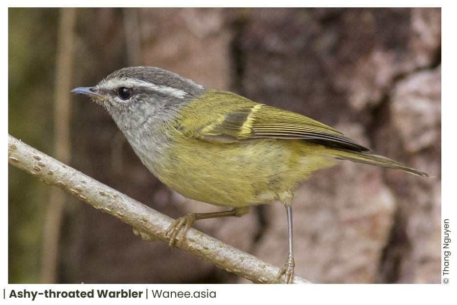 34 Leaf Warblers Of Vietnam 12 61 WANEE Go-WILD