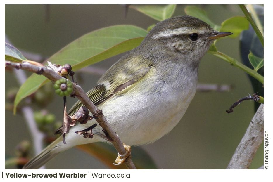 34 Leaf Warblers Of Vietnam 13 62 WANEE Go-WILD