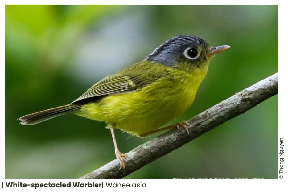 34 Leaf Warblers Of Vietnam 14 63 WANEE Go-WILD