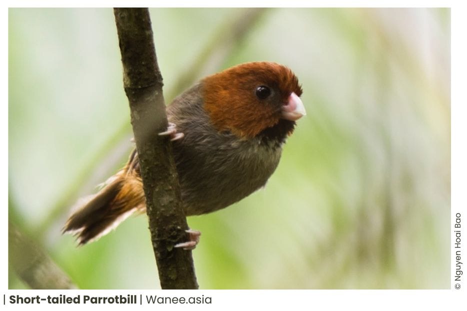 16 Parrotbills Of Vietnam 13 71 WANEE Go-WILD