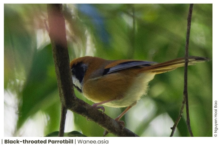 16 Parrotbills Of Vietnam 14 72 WANEE Go-WILD