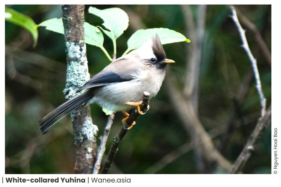 8 White-eyed & Yuhinas of Vietnam 9 Yuhinas of Vietnam