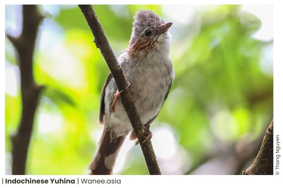 8 White-eyed & Yuhinas of Vietnam 12 White-eyed & Yuhinas of Vietnam