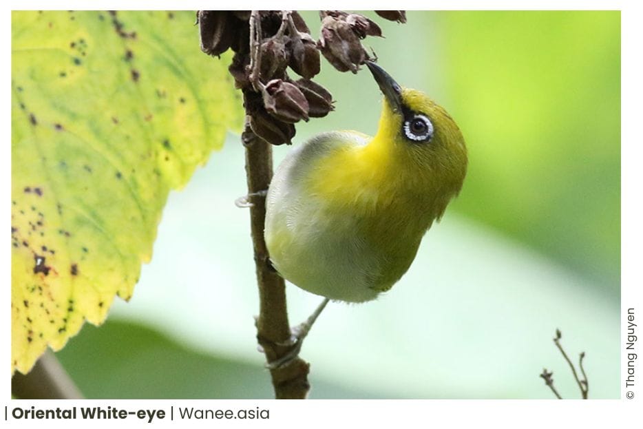 8 White-eyed & Yuhinas of Vietnam 15 Yuhinas of Vietnam
