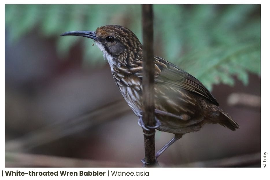 18 Ground Babblers Of Vietnam 10 Ground Babblers of Vietnam