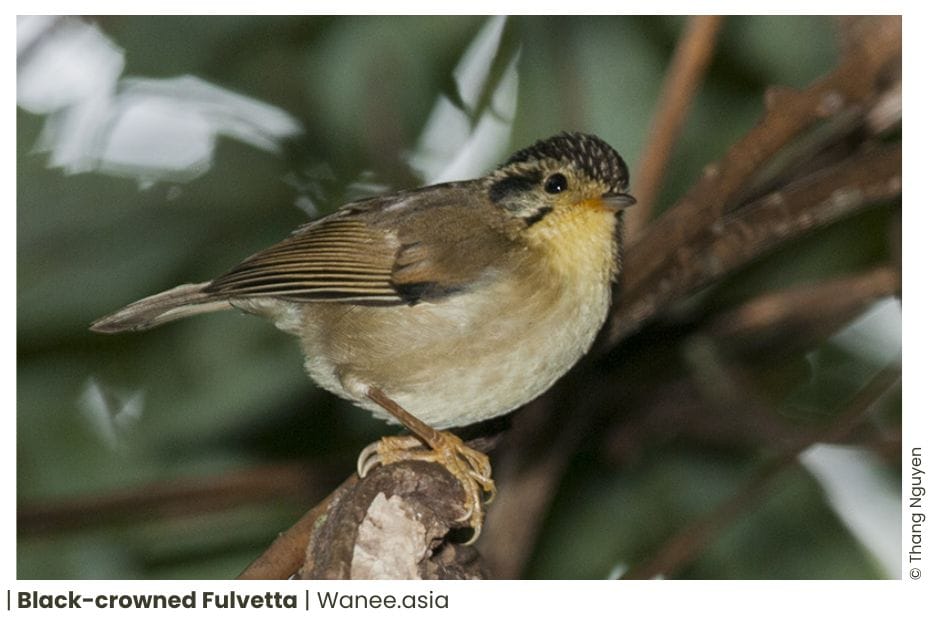 18 Ground Babblers Of Vietnam 11 87 WANEE Go-WILD