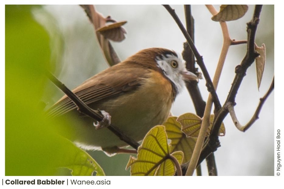 18 Ground Babblers Of Vietnam 12 88 WANEE Go-WILD