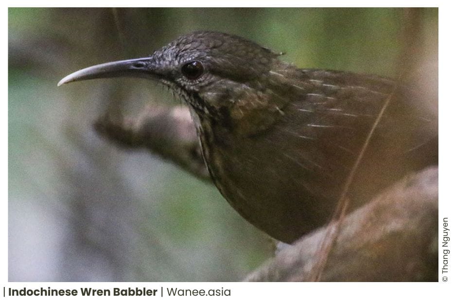 18 Ground Babblers Of Vietnam 13 89 WANEE Go-WILD