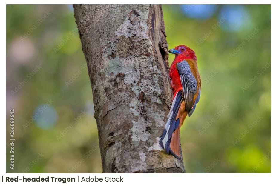 Discover of 3 Trogons of Vietnam the Majestic Beauty Bird 12 Trogons of Vietnam