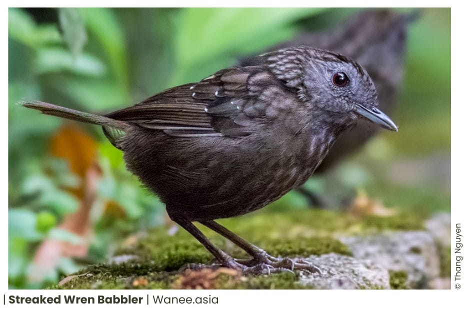 18 Ground Babblers Of Vietnam 14 90 WANEE Go-WILD