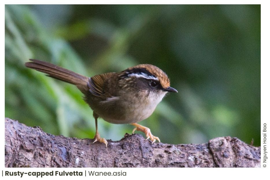 18 Ground Babblers Of Vietnam 15 91 WANEE Go-WILD