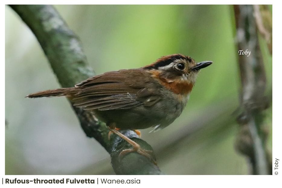 18 Ground Babblers Of Vietnam 16 92 WANEE Go-WILD