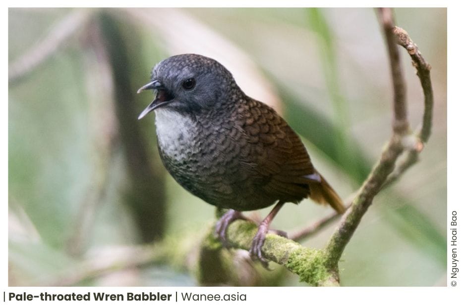 20 Babblers Of Vietnam 9 Babblers Of Vietnam