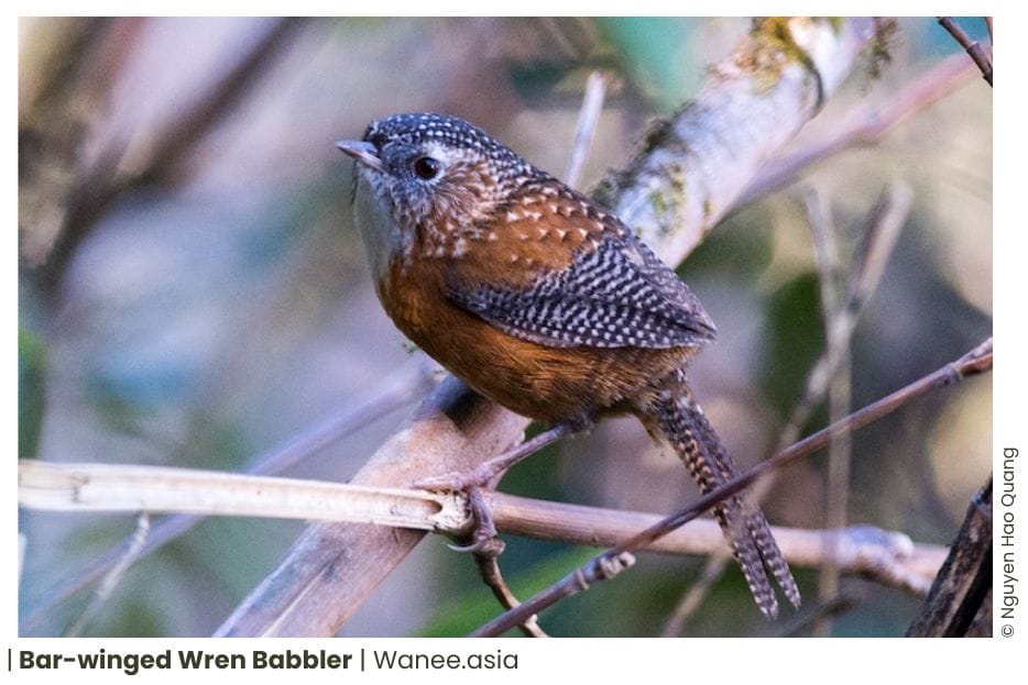 20 Babblers Of Vietnam 10 Babblers Of Vietnam