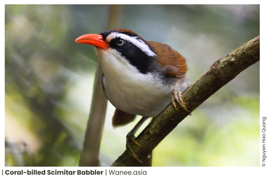 20 Babblers Of Vietnam 12 98 WANEE Go-WILD