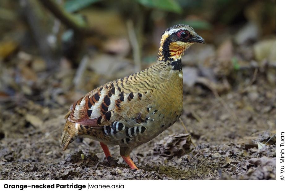 20 Pheasants & Partridges Of Vietnam | WANEE Go-WILD