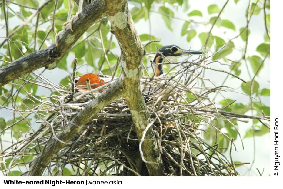 20 Herons Of Vietnam 1 White-eared Night-Heron - Heron of Vietnam