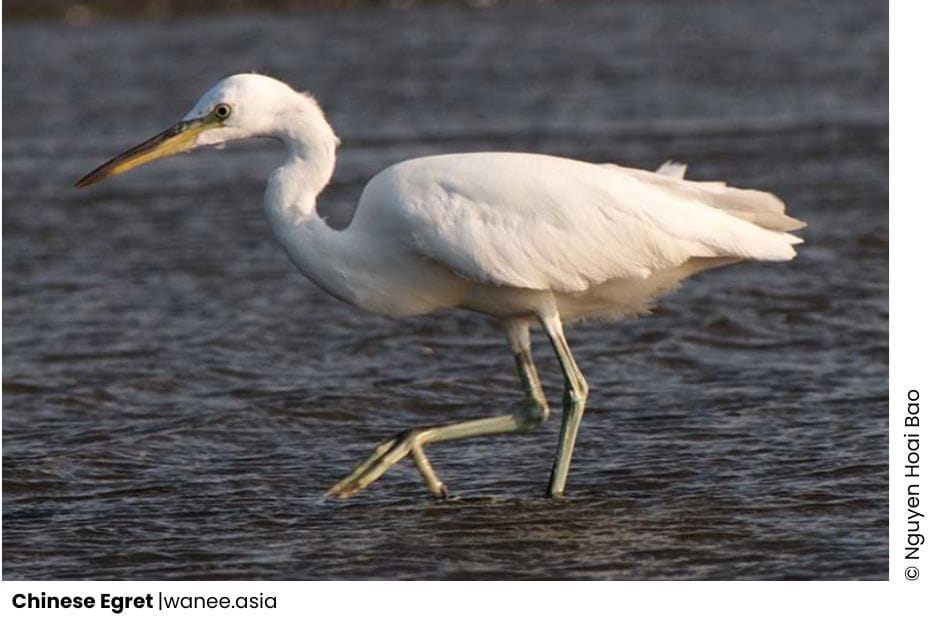 20 Herons Of Vietnam 2 Herons Of Vietnam - Chinese Egret