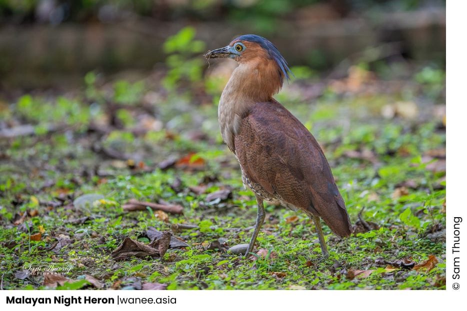 20 Herons Of Vietnam 7 Herons Of Vietnam - Malayan Night Heron
