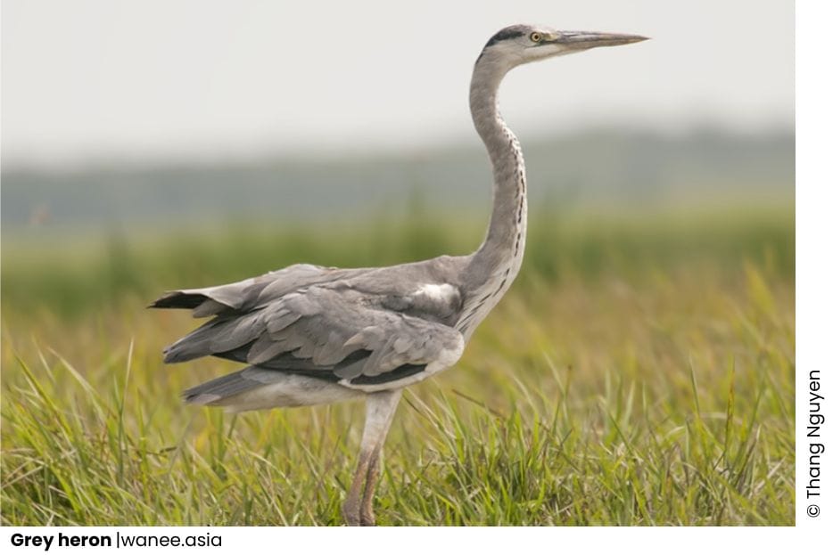 20 Herons Of Vietnam 5 Herons Of Vietnam - Grey Heron