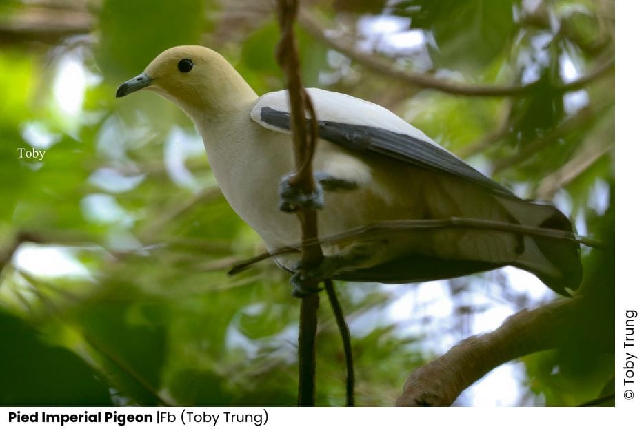 23 Pigeons & Doves Of Vietnam 18 Pigeons