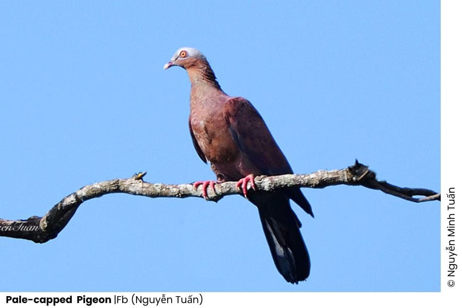 23 Pigeons & Doves Of Vietnam 10 Pigeons & Doves of Vietnam
