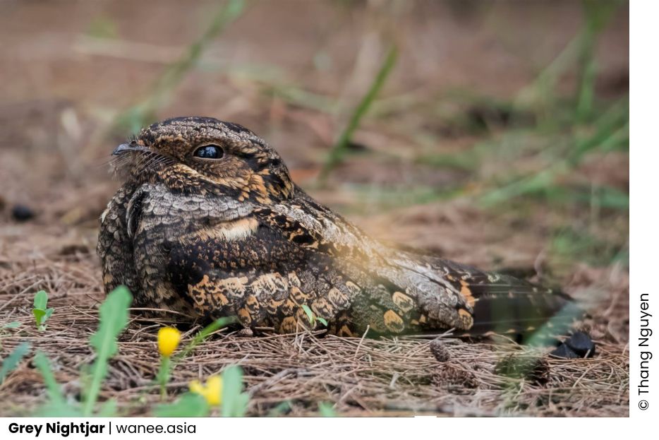 5 Nightjars of Vietnam 7 Nightjars of Vietnam Highlight