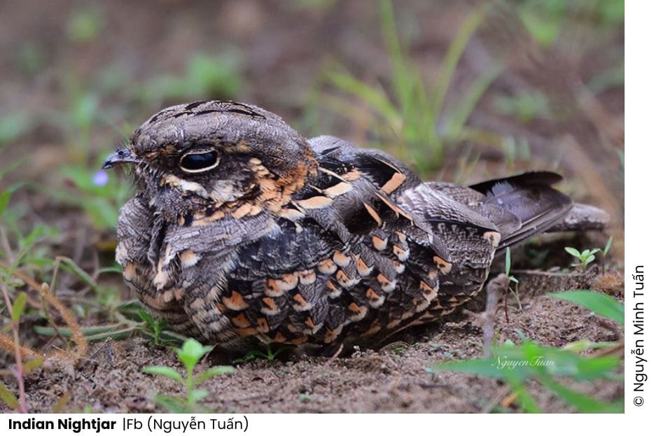 5 Nightjars of Vietnam 9 Add a subheading 26 WANEE Go-WILD