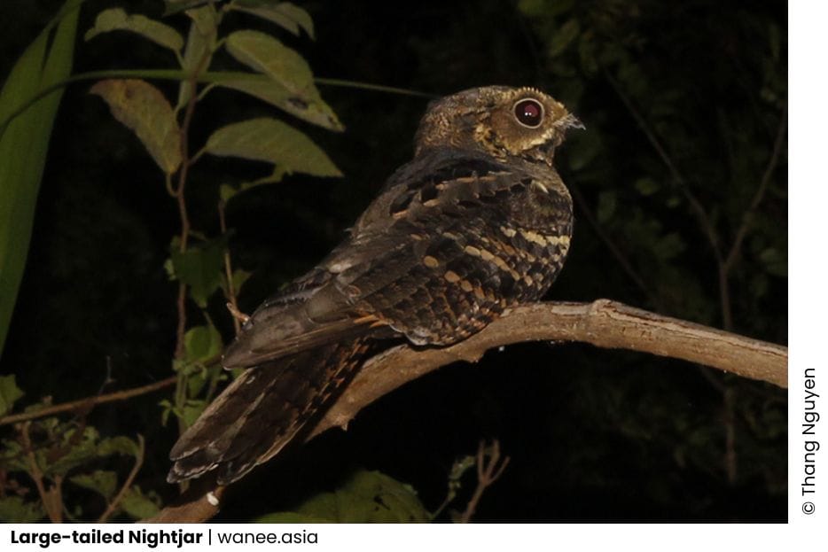 5 Nightjars of Vietnam 8 Nightjars of Vietnam Highlight