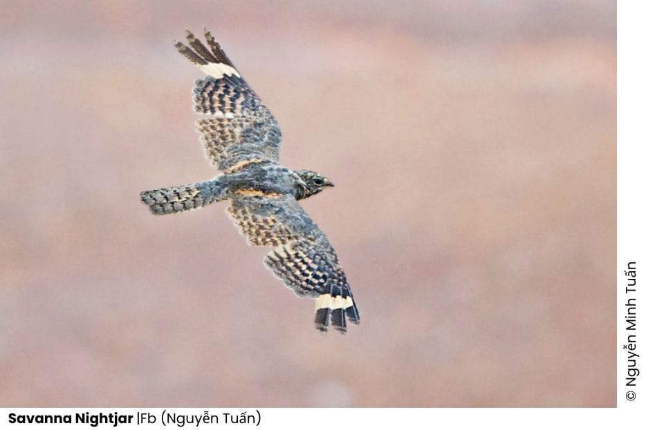 5 Nightjars of Vietnam 10 Add a subheading 28 1 WANEE Go-WILD