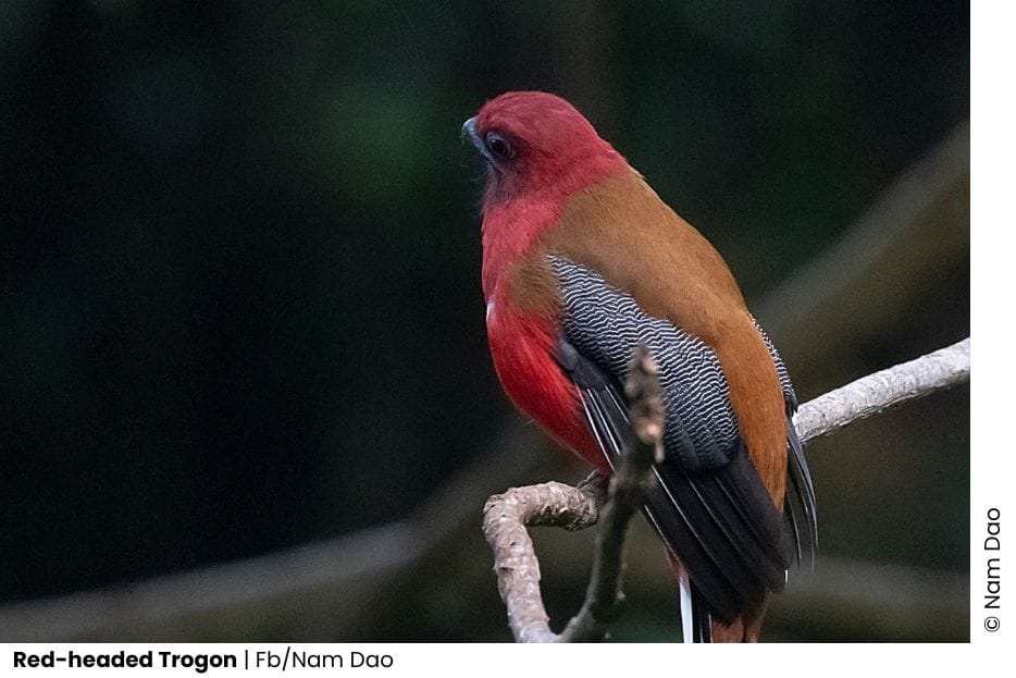 3 Trogons Of Vietnam 3 Trogons of Vietnam