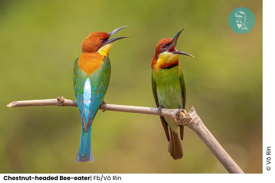 5 Bee-eaters Of Vietnam 5 Add a subheading 41 1 WANEE Go-WILD
