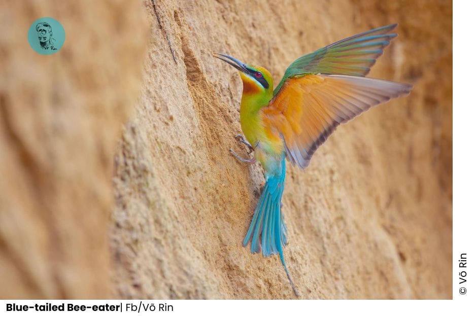 5 Bee-eaters Of Vietnam 4 Add a subheading 42 WANEE Go-WILD