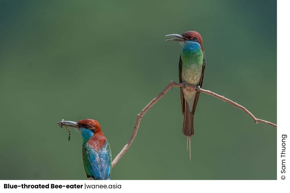 5 Bee-eaters Of Vietnam 3 Bee-eaters
