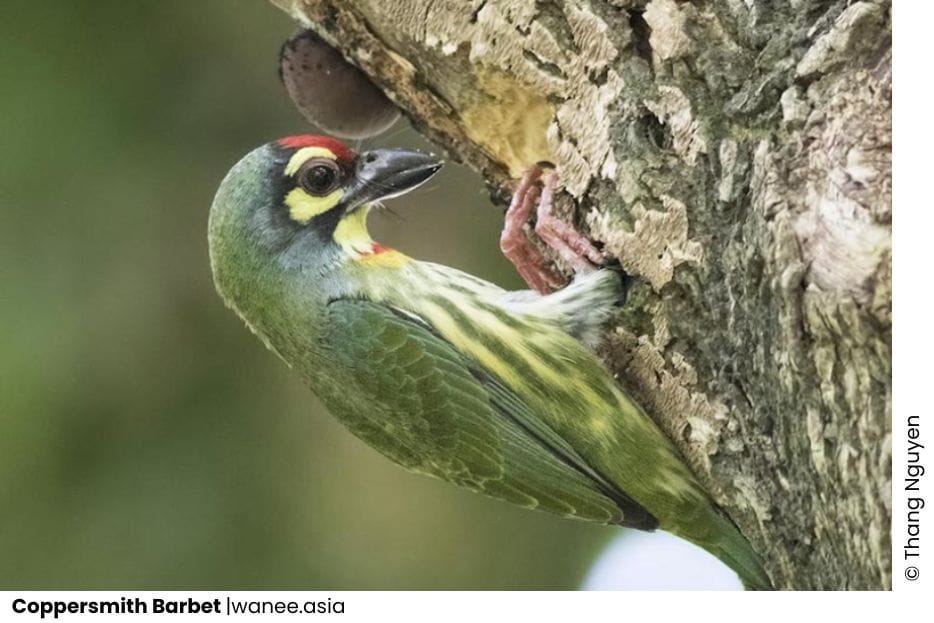 11 Barbets Of Vietnam 13 Add a subheading 44 WANEE Go-WILD