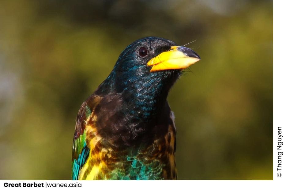 11 Barbets Of Vietnam 10 Barbets Of Vietnam