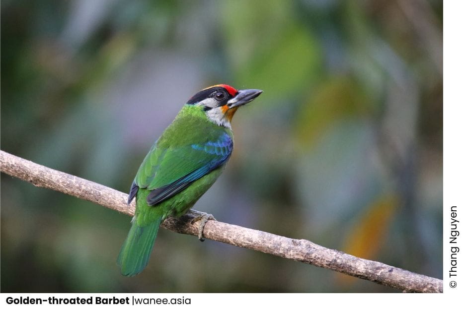 11 Barbets Of Vietnam 14 Add a subheading 46 WANEE Go-WILD