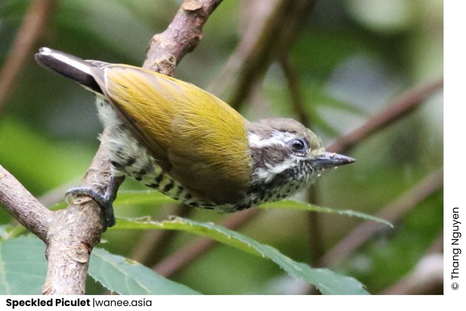27 Woodpeckers Of Vietnam 10 Woodpeckers of Vietnam