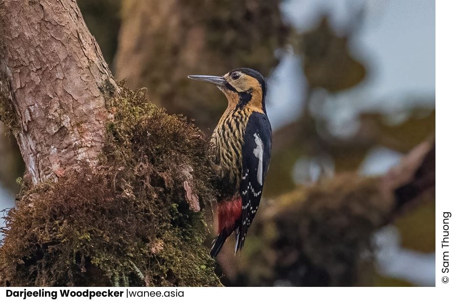 27 Woodpeckers Of Vietnam 13 Woodpeckers of Vietnam