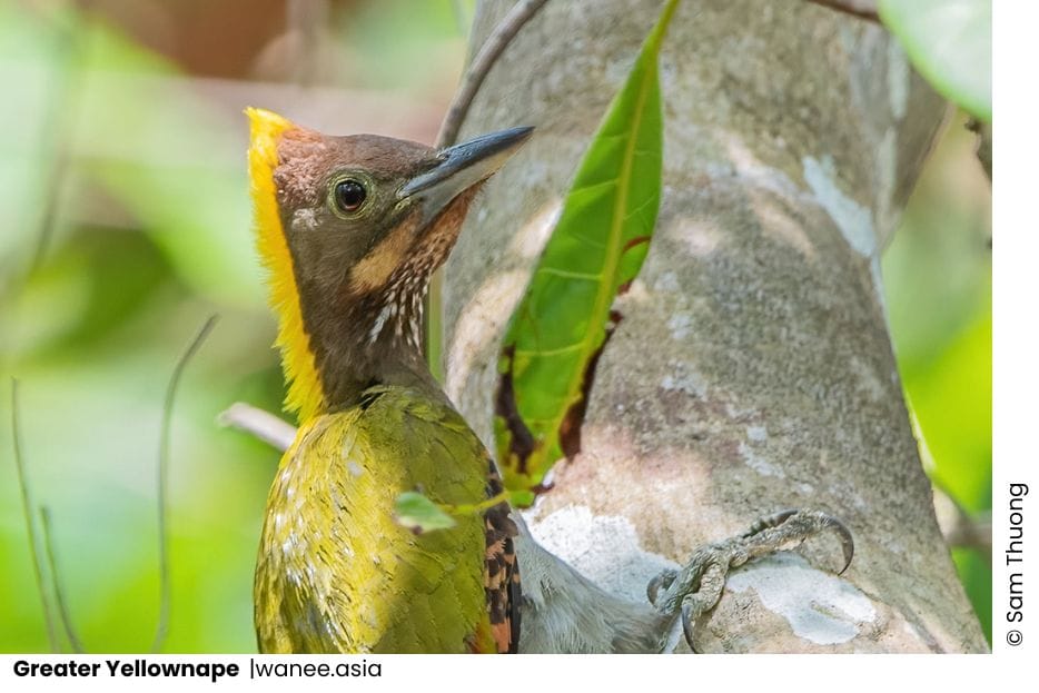 27 Woodpeckers Of Vietnam 17 Add a subheading 49 WANEE Go-WILD