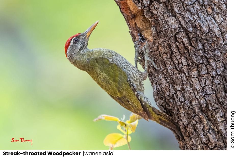 27 Woodpeckers Of Vietnam 15 Woodpeckers of Vietnam